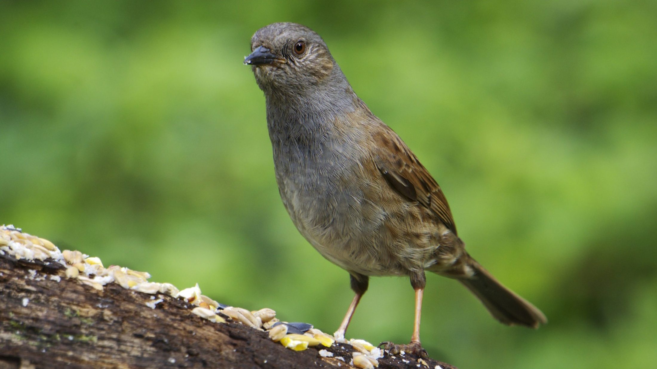 Dunnock or Hedge Sparrow 8731997484 Glasgow House Sparrow Project dunnock-or-hedge-sparrow-8731997484-glasgow-house-sparrow-project